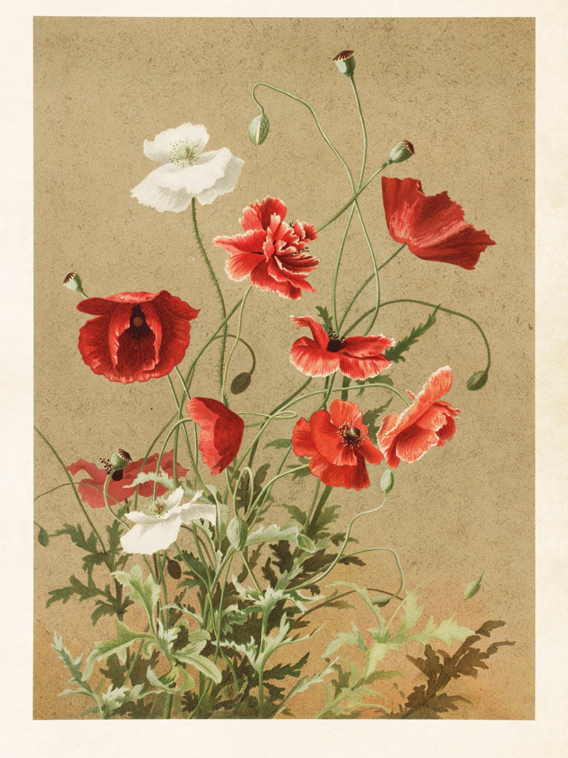 Bilde av Poster 50 x 70 cm-Spanne Plantesalg