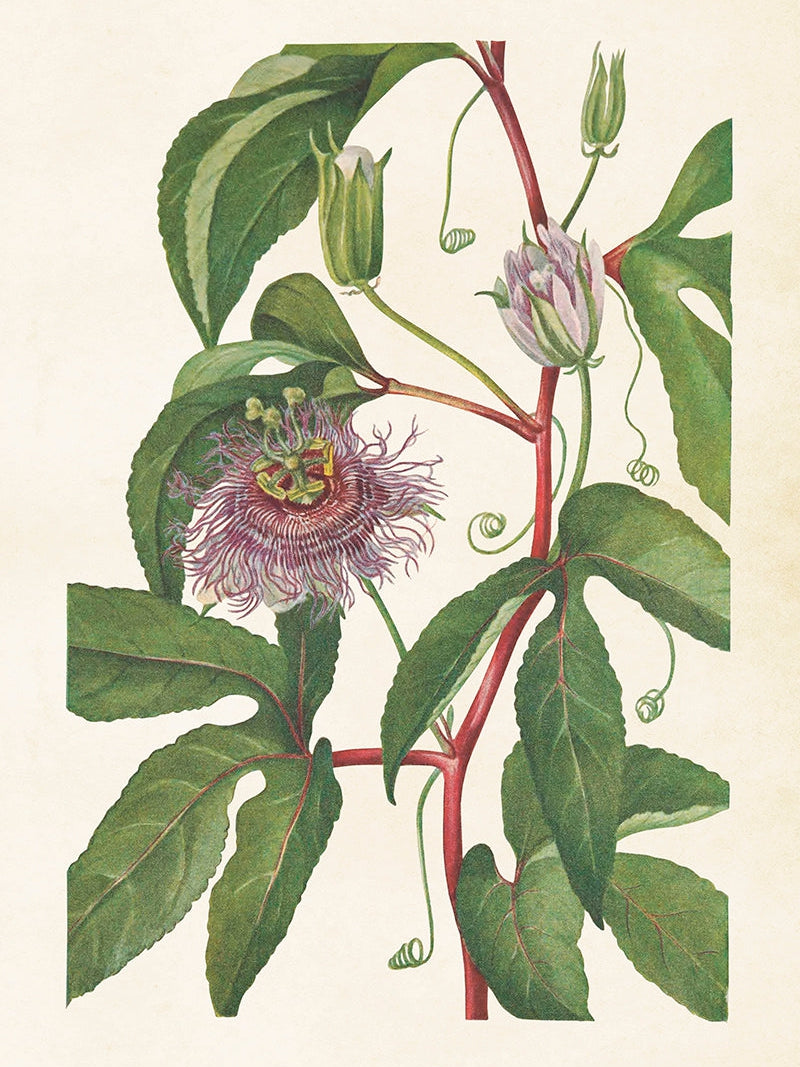 Bilde av Poster 50 x 70 cm-Spanne Plantesalg