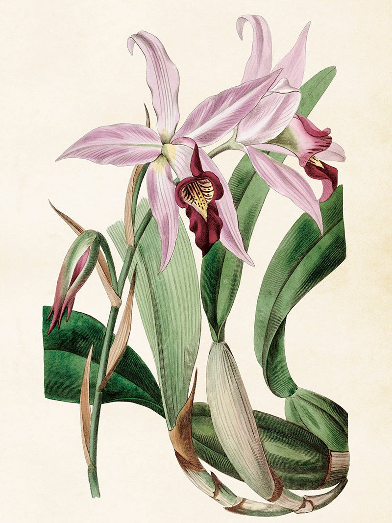 Bilde av Poster 50 x 70 cm-Spanne Plantesalg
