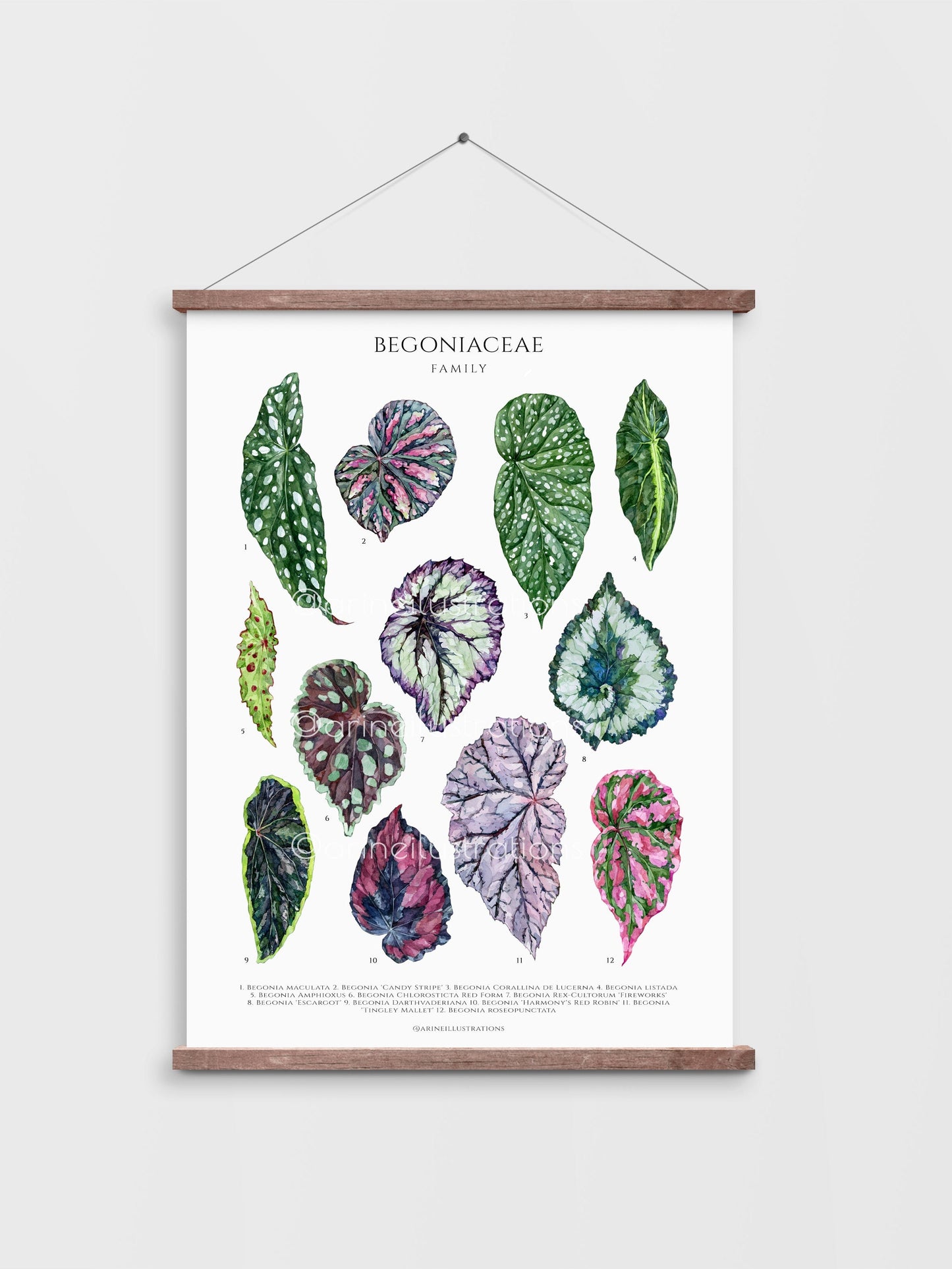 Bilde av Postkort med konvolutt (10 x 14 cm) stueplanter-Spanne Plantesalg