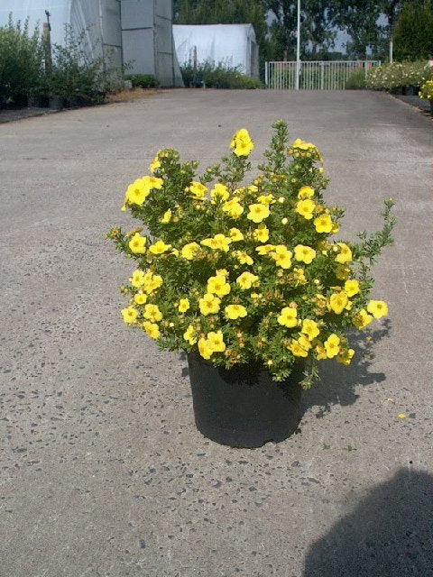 Bilde av POTENTILLA FRUTICOSA KOBOLD-Spanne Plantesalg