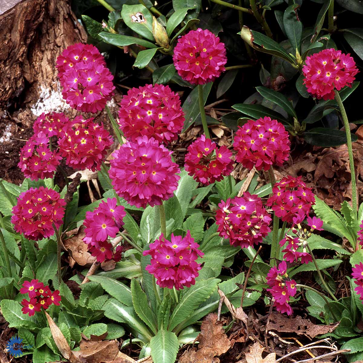 Bilde av Primula dent. 'Rubin'-Spanne Plantesalg