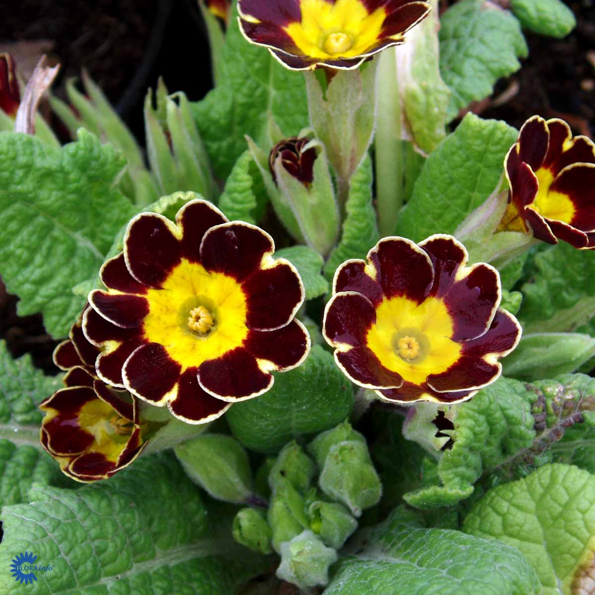 Bilde av Primula (E) Gold Lace Hybrids-Spanne Plantesalg