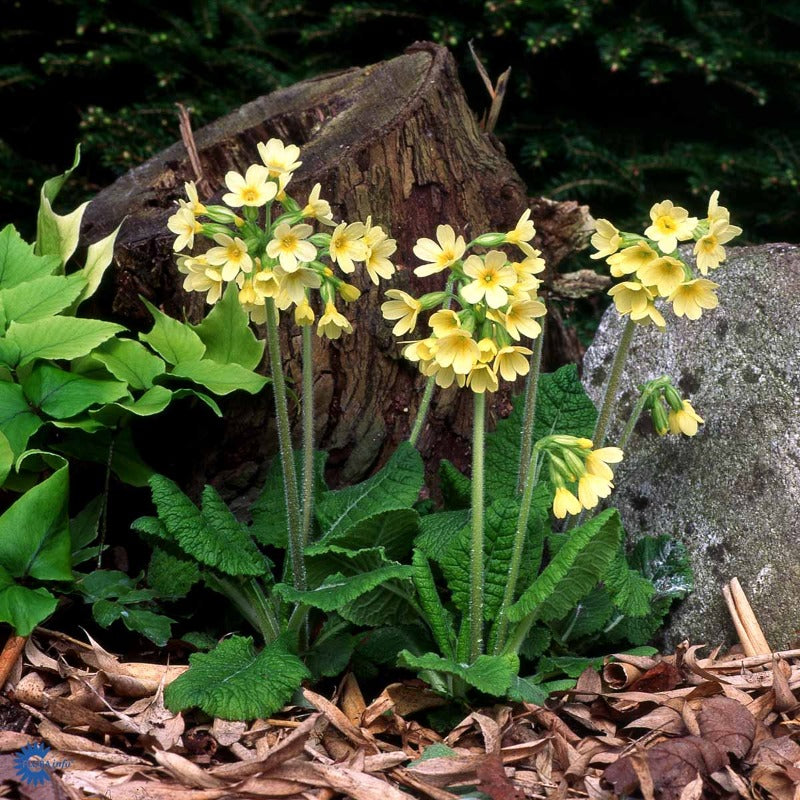 Bilde av Primula elatior-Spanne Plantesalg