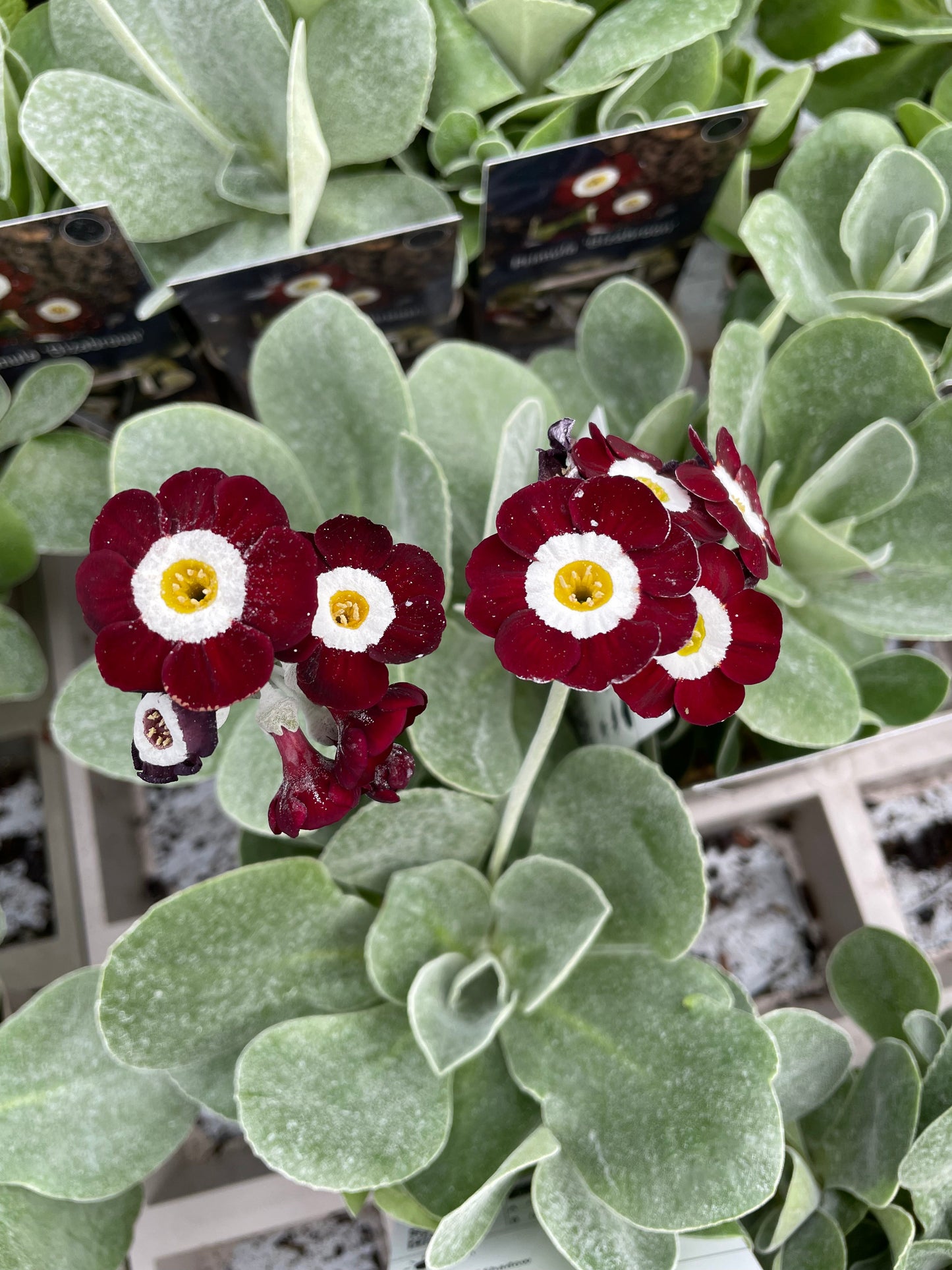 Bilde av Primula 'Gizabroon'-Spanne Plantesalg