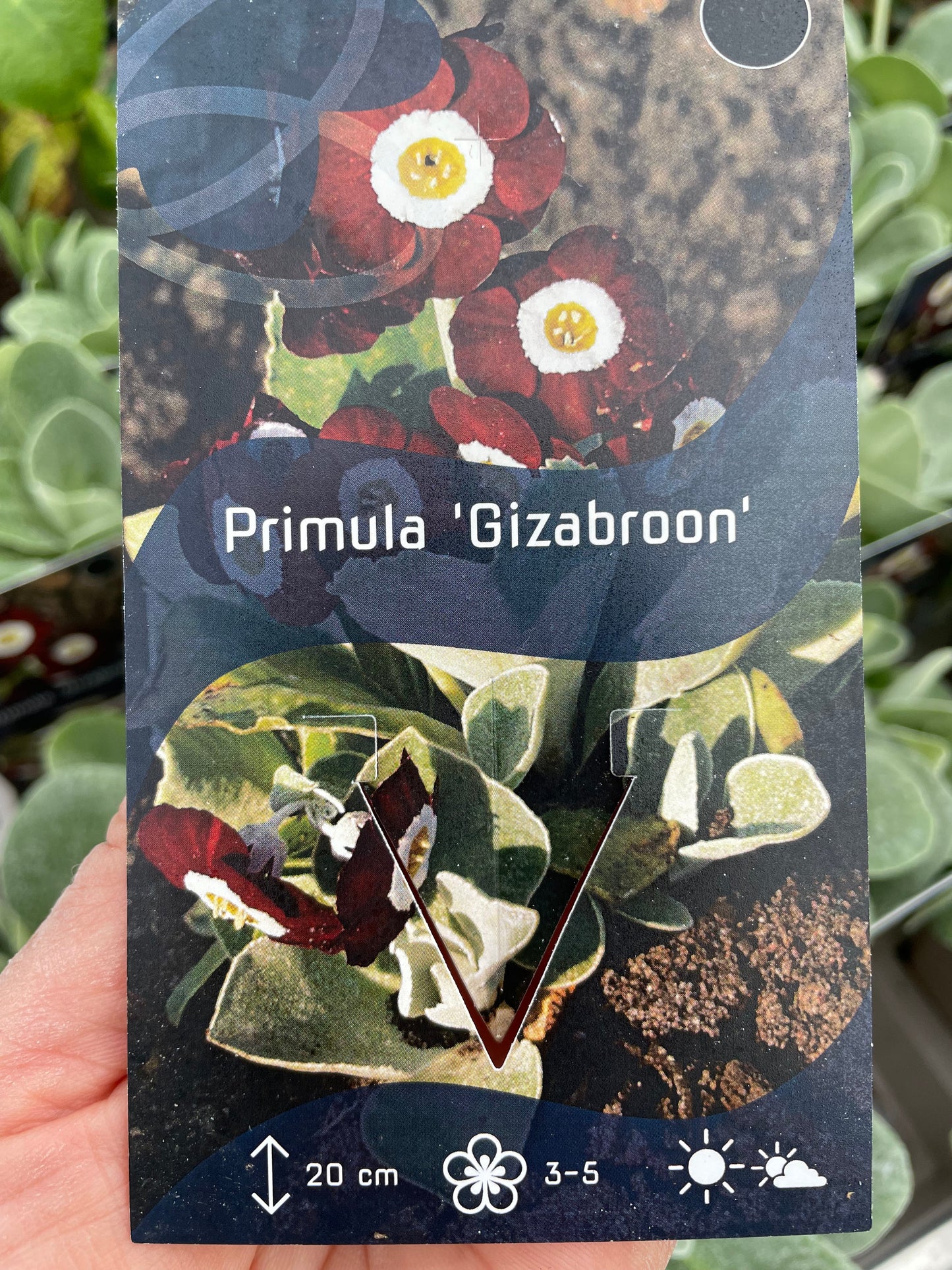 Bilde av Primula 'Gizabroon'-Spanne Plantesalg
