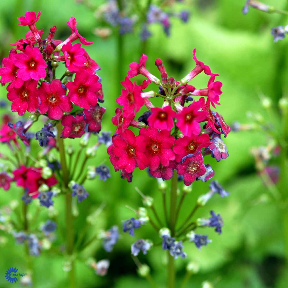Bilde av Primula japonica 'Miller's Crimson'-Spanne Plantesalg