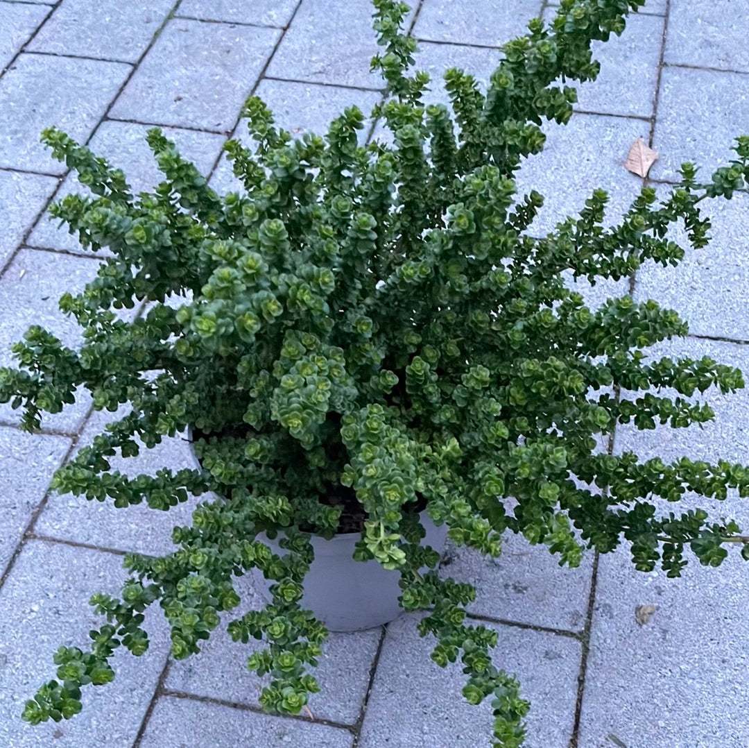 Bilde av Prostanthera cuneata 'Gimle'-Spanne Plantesalg