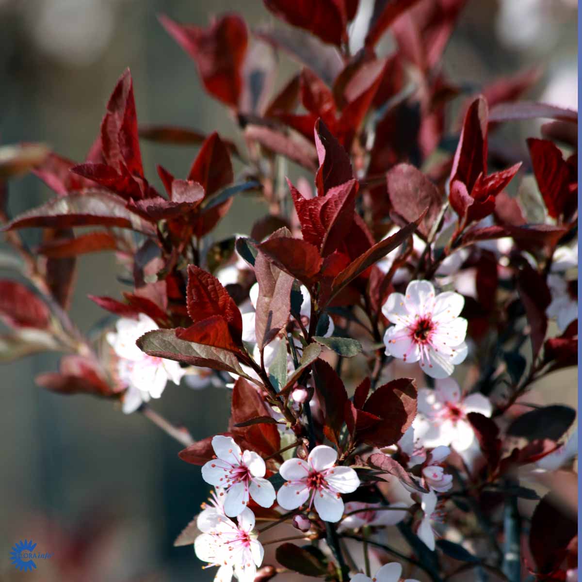 Bilde av Prunus cistena-Spanne Plantesalg