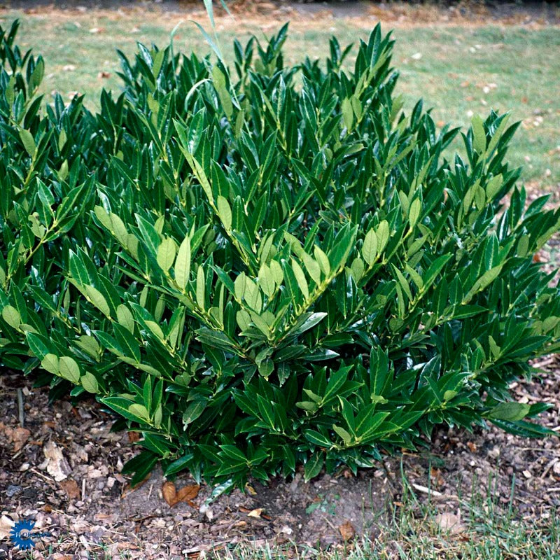 Bilde av Prunus laur. 'Otto Luyken'-Spanne Plantesalg