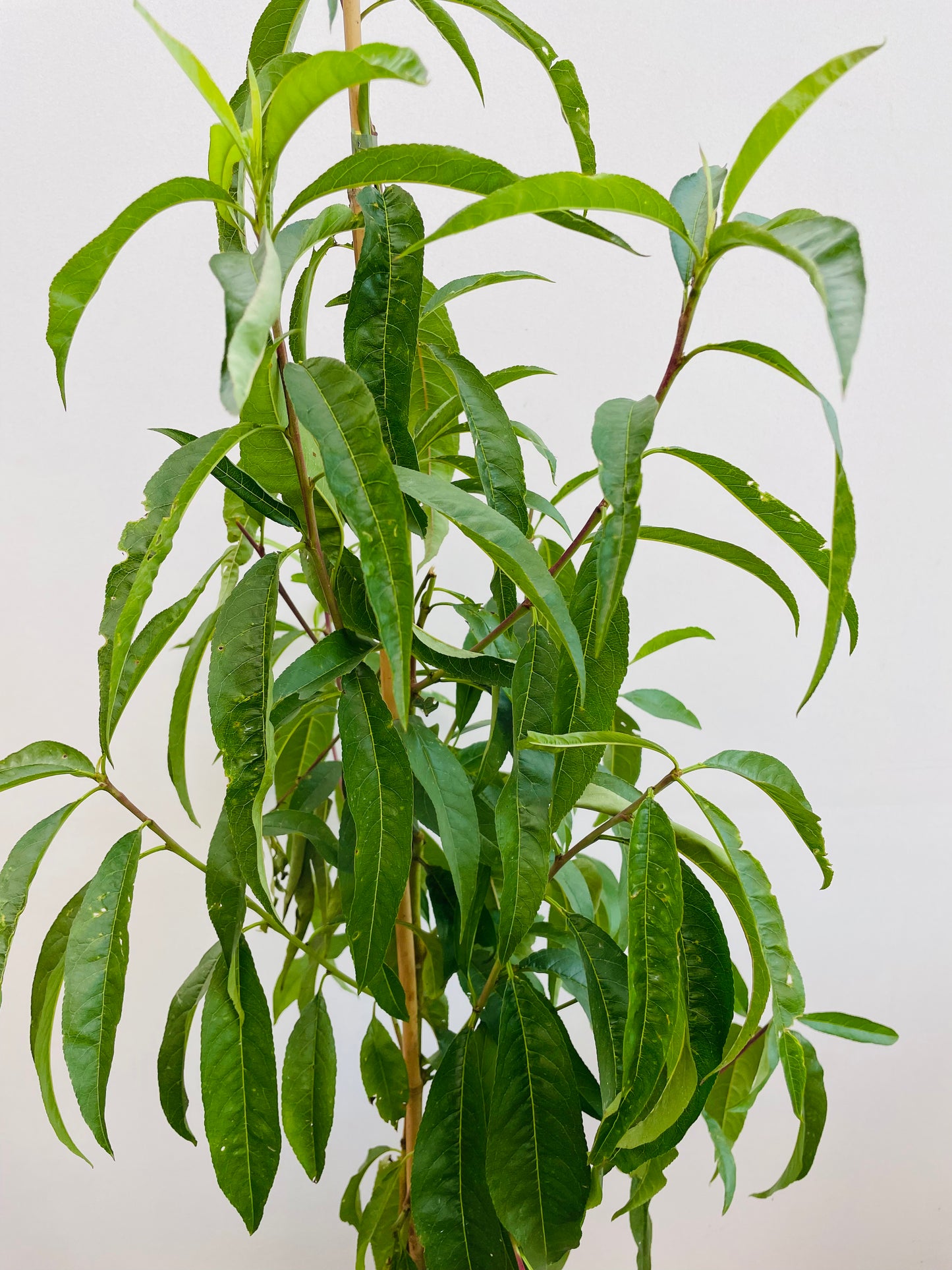 Bilde av Prunus Persia ‘Frost'-Spanne Plantesalg