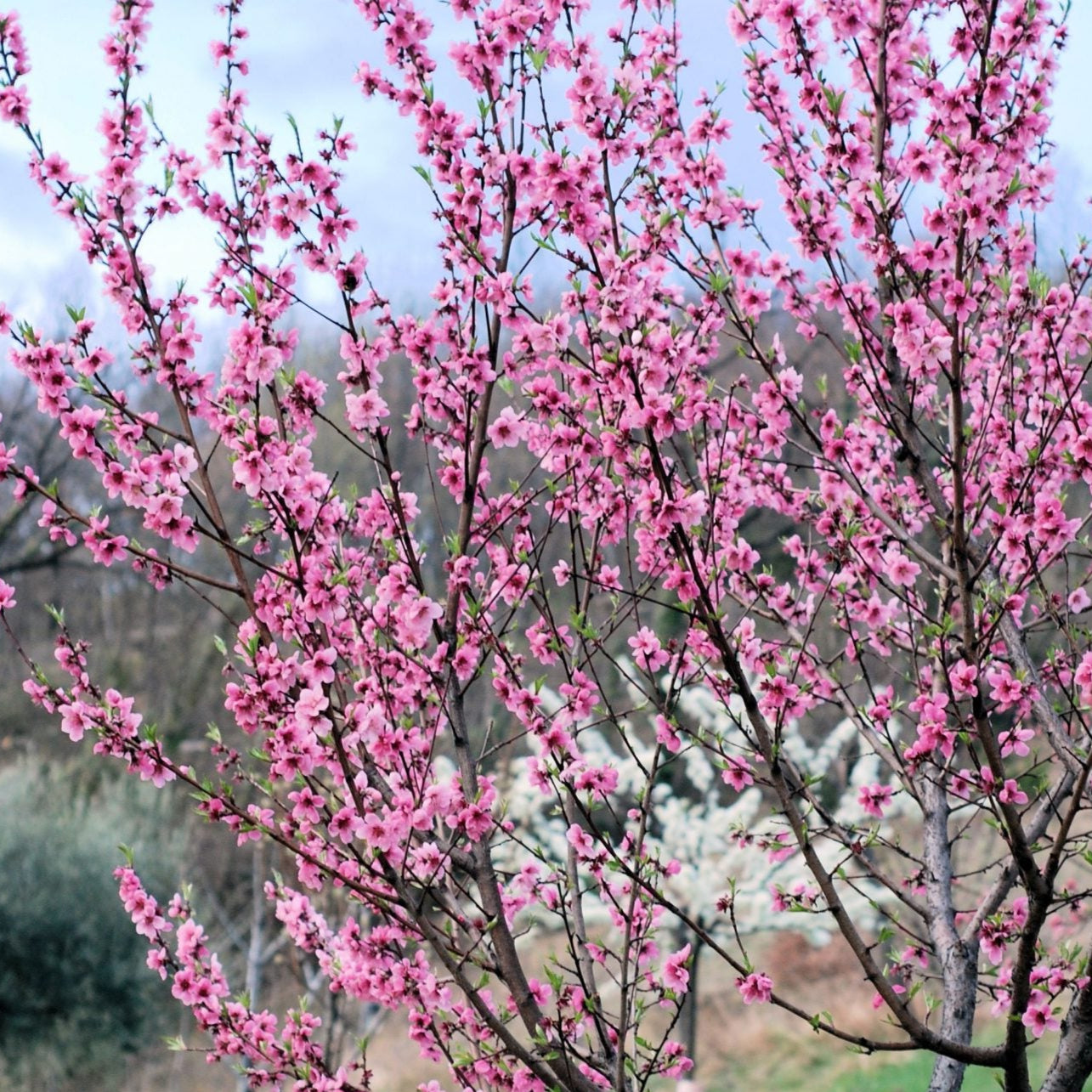 Bilde av Prunus persica 'Flavortop' Nektarin-Spanne Plantesalg