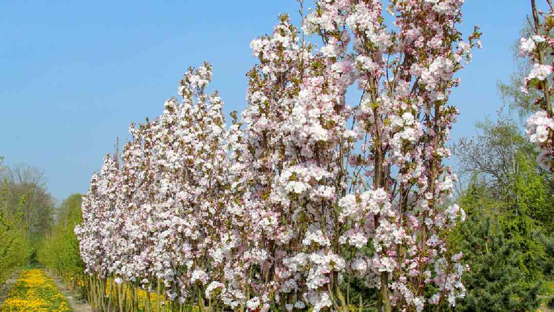 Bilde av PRUNUS SERRULATA AMANOGAWA-Spanne Plantesalg