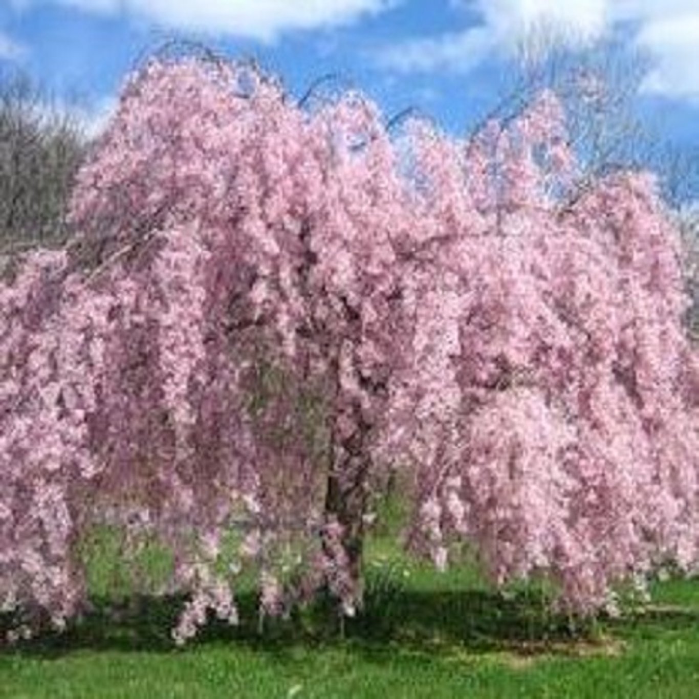 Bilde av Prunus subh. 'Pendula Rubra'-Spanne Plantesalg