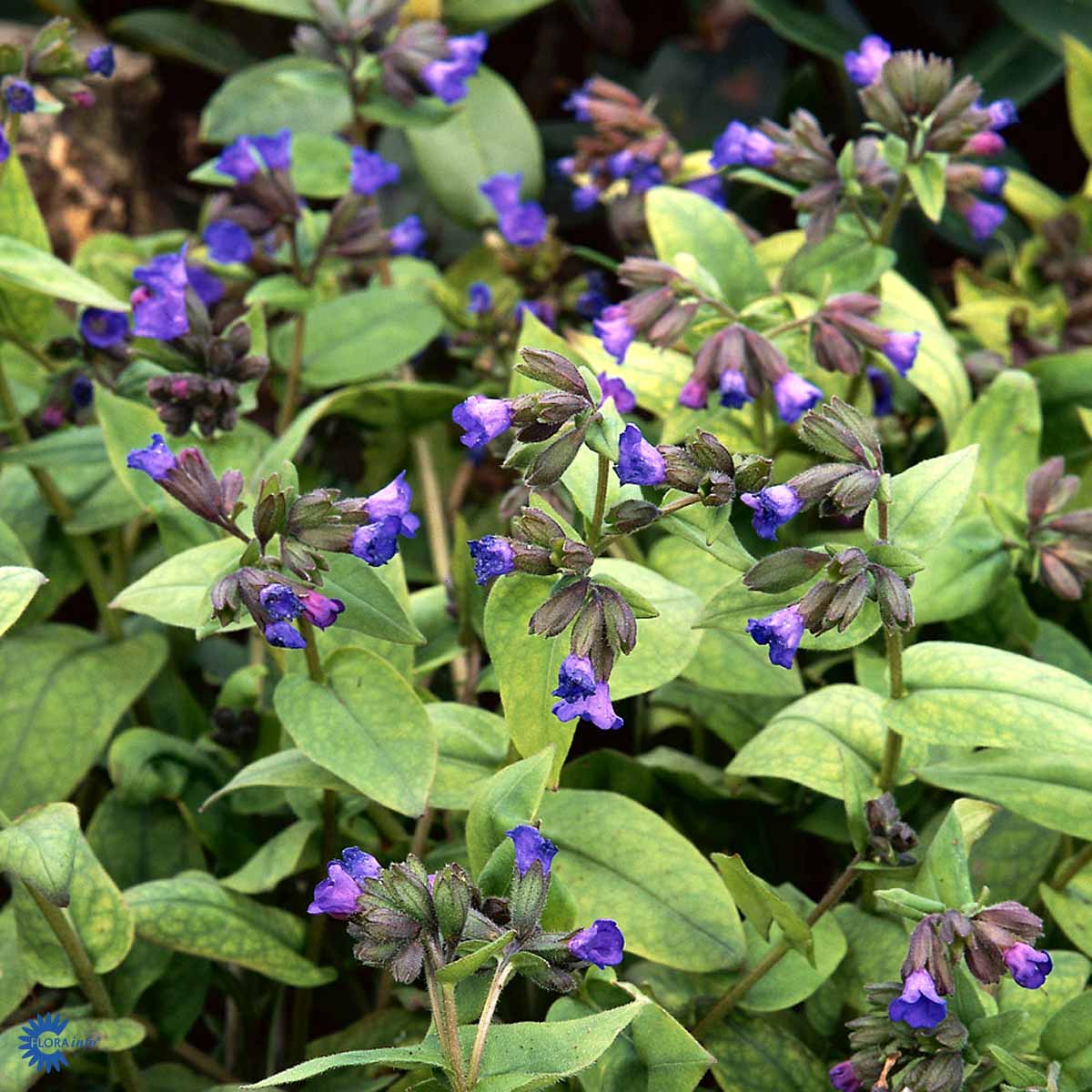 Bilde av Pulmonaria ang. 'Azurea'-Spanne Plantesalg