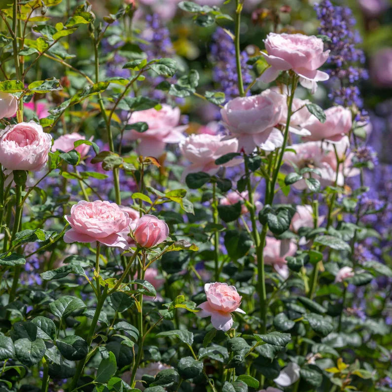 Bilde av Queen of Sweden-Spanne Plantesalg