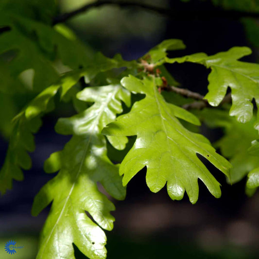 Bilde av Quercus frainetto-Spanne Plantesalg
