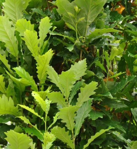 Bilde av Quercus x warei 'Regal Prince'-Spanne Plantesalg