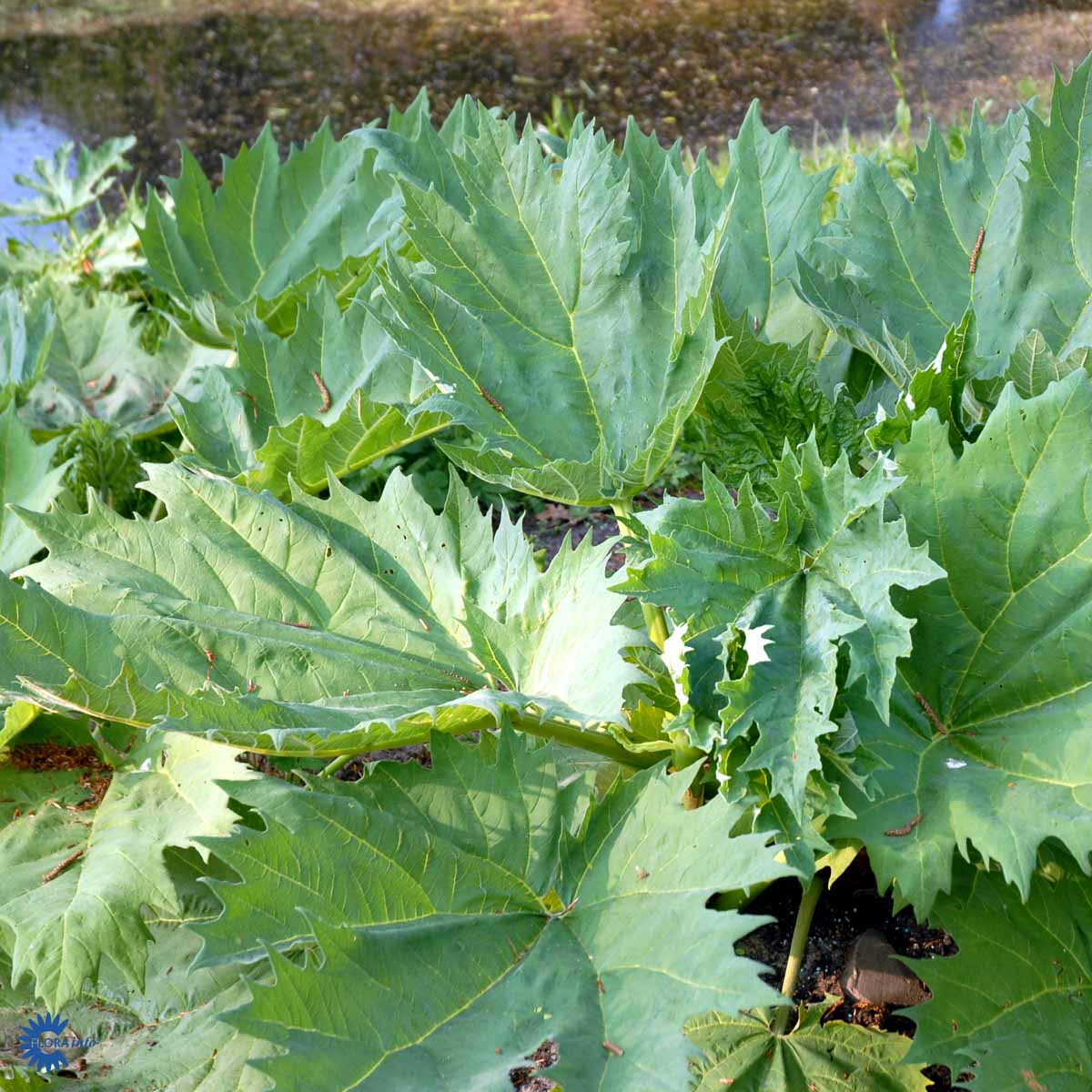 Bilde av Rheum rhabarbarum-Spanne Plantesalg