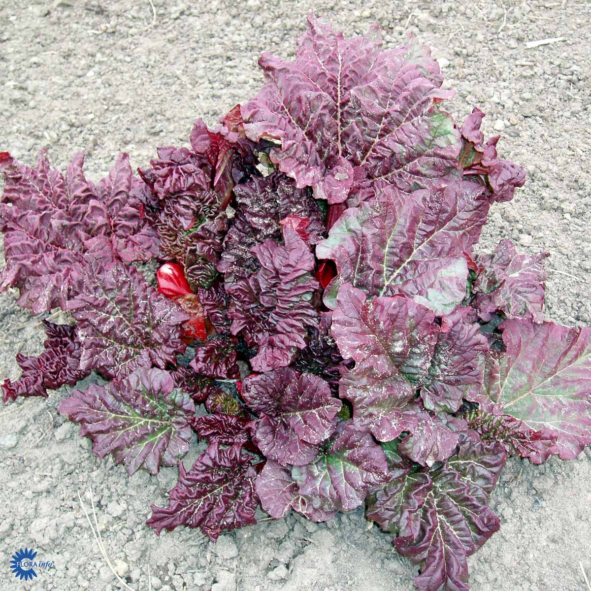 Bilde av Rabarbra 'Canadian Red' C3-Spanne Plantesalg