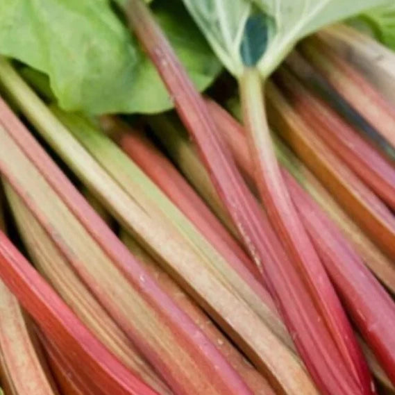 Bilde av Rheum rhabarbarum 'Victoria'-Spanne Plantesalg