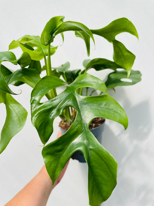 Bilde av Rhaphidophora tetrasperma-Spanne Plantesalg