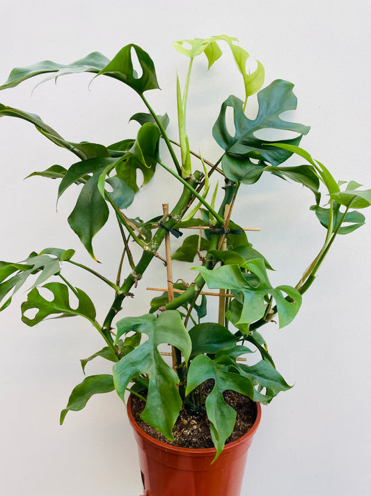 Bilde av Rhaphidophora tetrasperma-Spanne Plantesalg