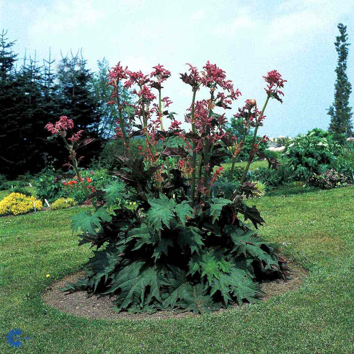 Bilde av Rheum palmatum tanguticum-Spanne Plantesalg
