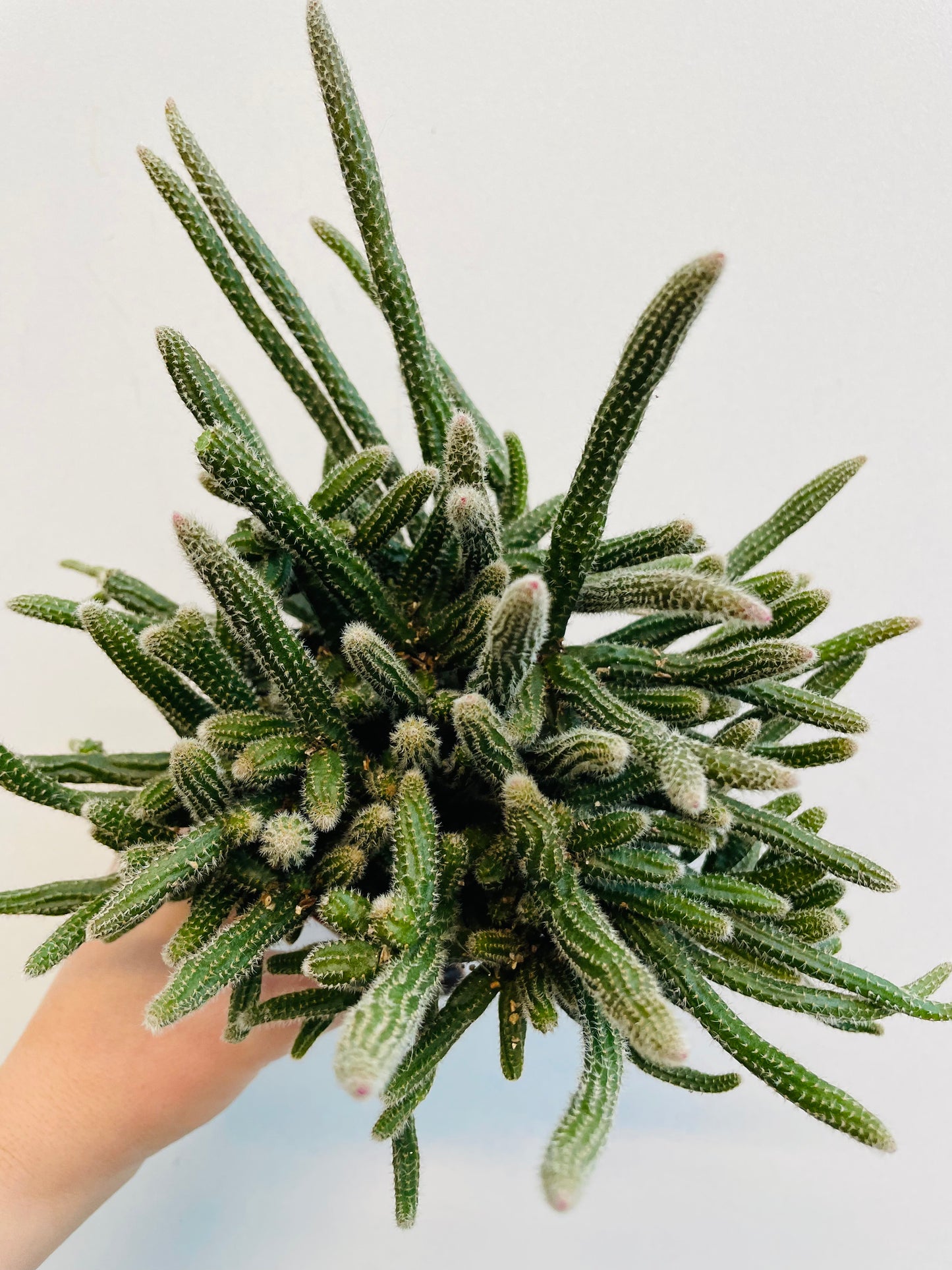 Bilde av Rhipsalis baccifera ‘Mouse Tail Cactus’-Spanne Plantesalg