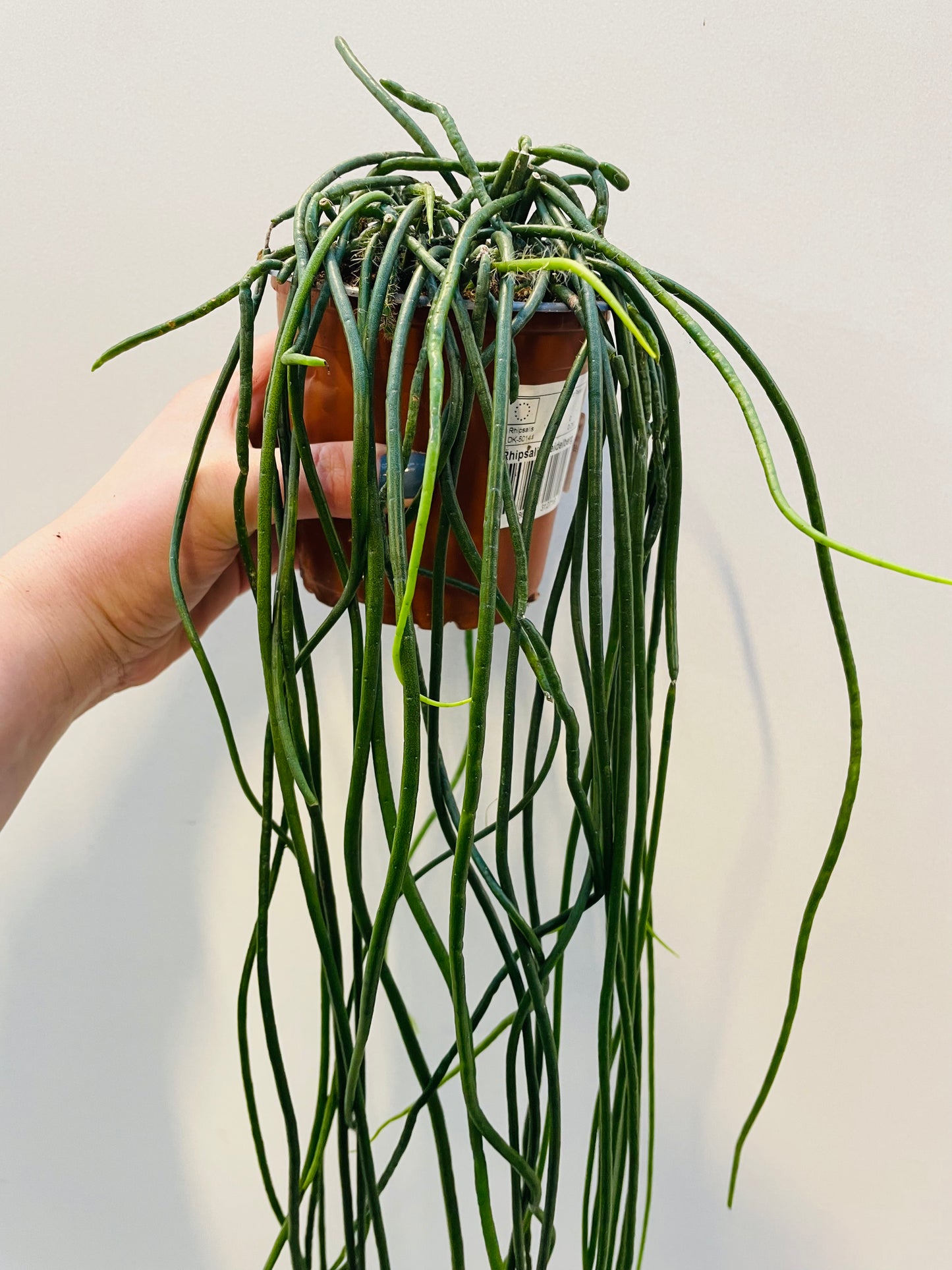 Bilde av Rhipsalis micrantha ‘Heidelberg’-Spanne Plantesalg