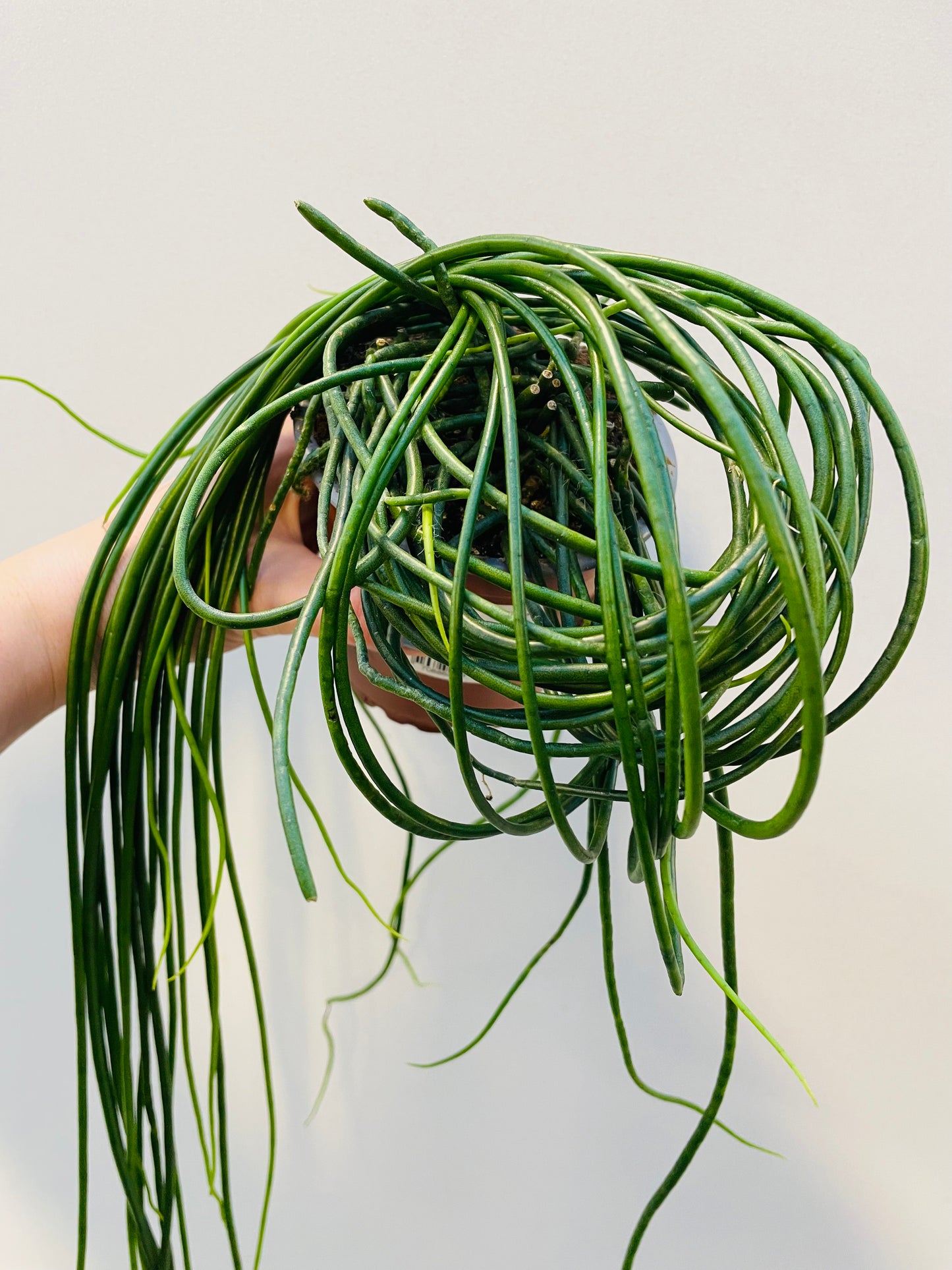 Bilde av Rhipsalis micrantha ‘Heidelberg’-Spanne Plantesalg