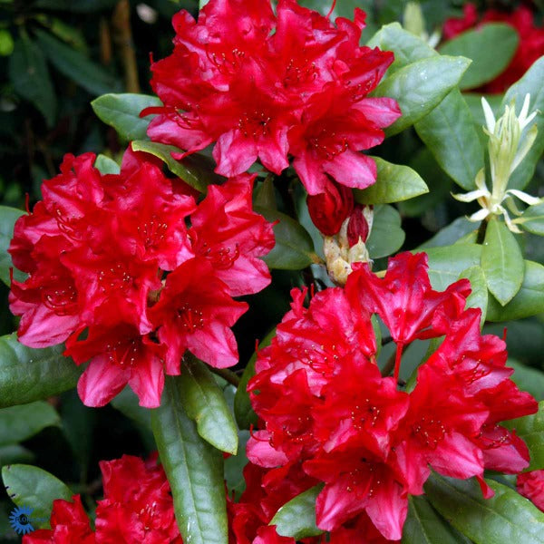 Rhododendron Blinklicht – Spanne Plantesalg