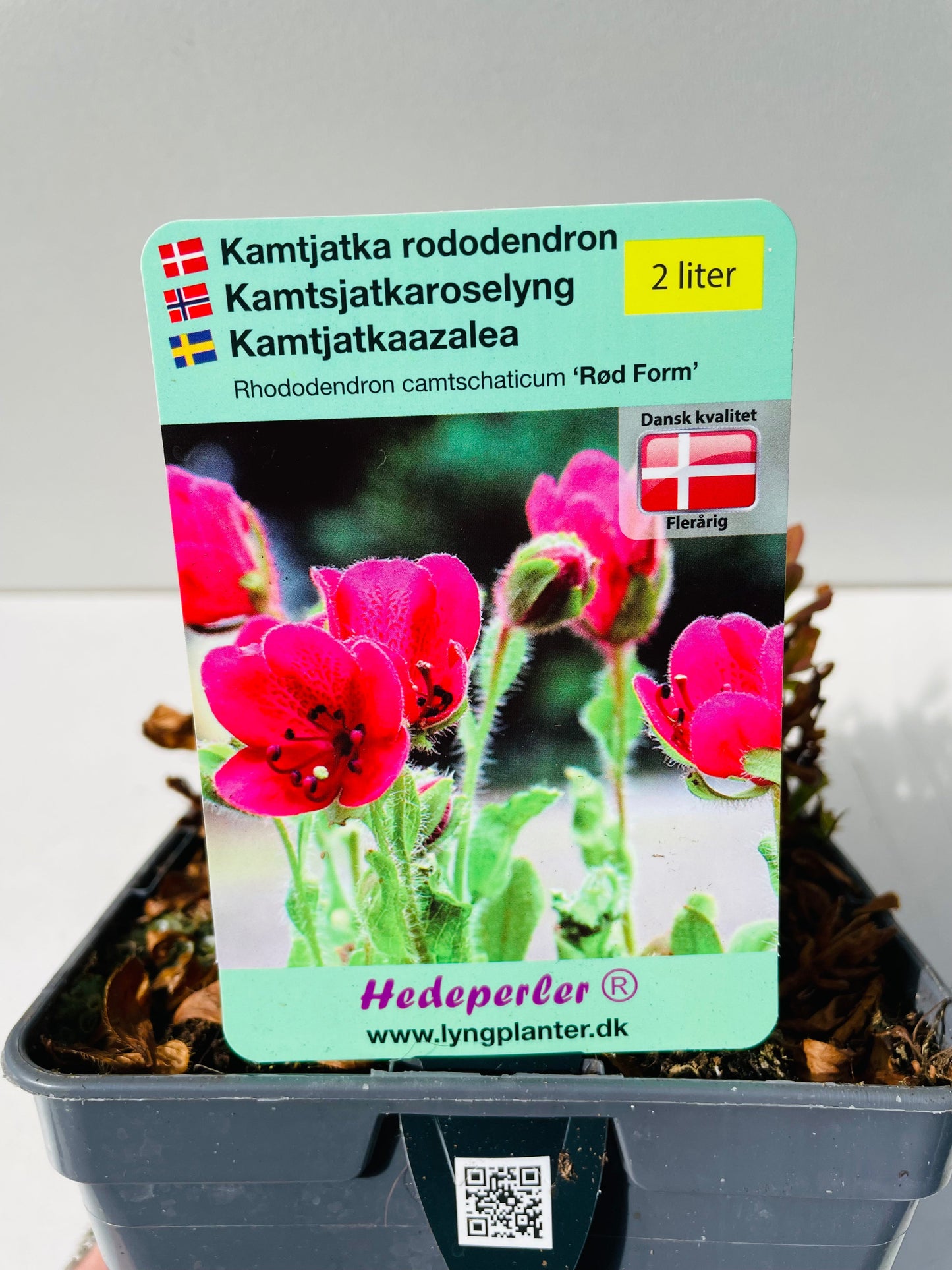 Bilde av Rhododendron camtschaticum rød-Spanne Plantesalg