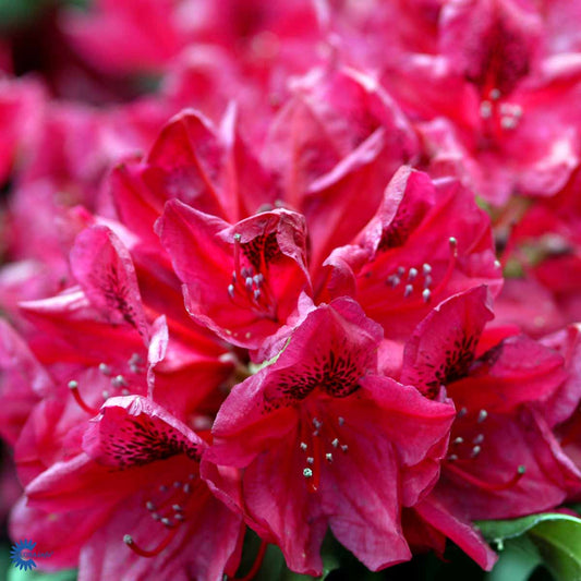 Bilde av Rhododendron cat. Lord Roberts-Spanne Plantesalg