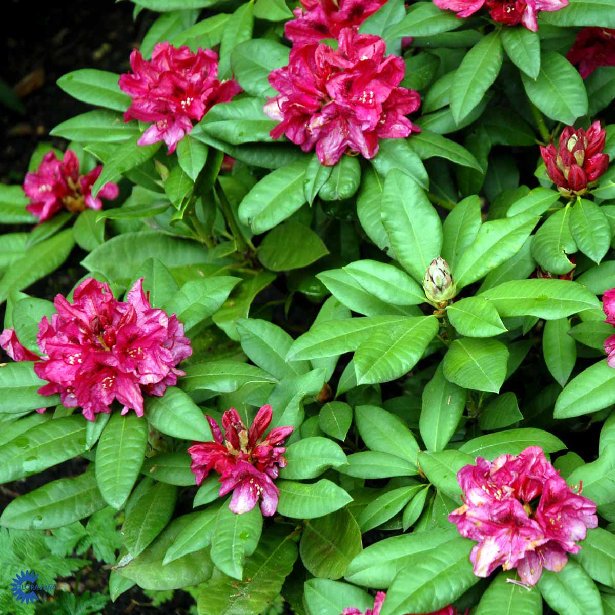 Rhododendron cat. Lord Roberts – Spanne Plantesalg