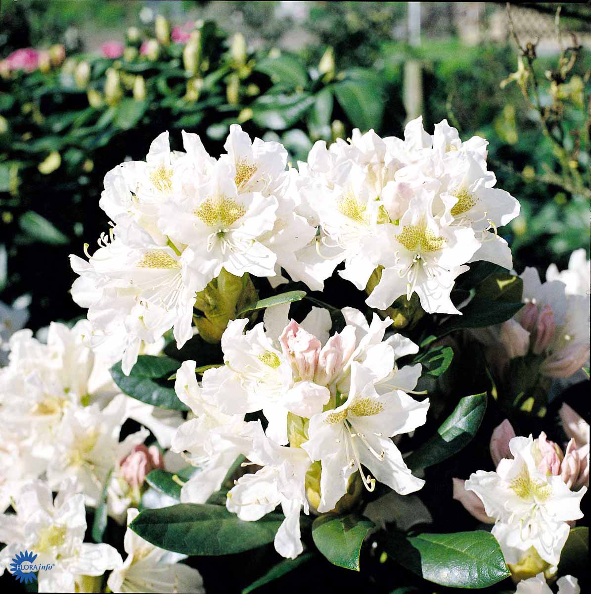 Bilde av Rhododendron Cunningham´s White-Spanne Plantesalg
