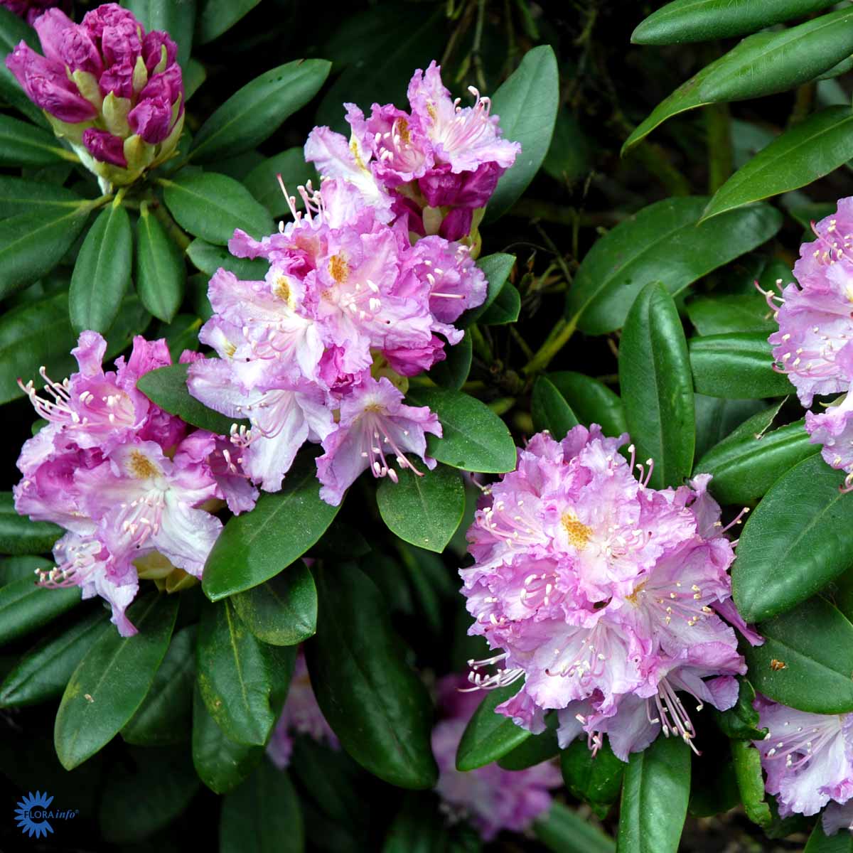 rhododendron everestianum Rhododendron Everestianum – Spanne Plantesalg