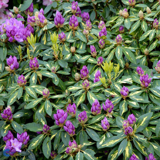 Bilde av Rhododendron Goldflimmer-Spanne Plantesalg