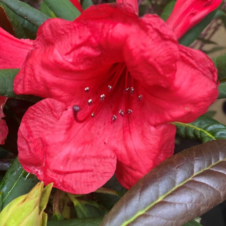 Rhododendron h. 'Elisabeth Red Foliage' – Spanne Plantesalg