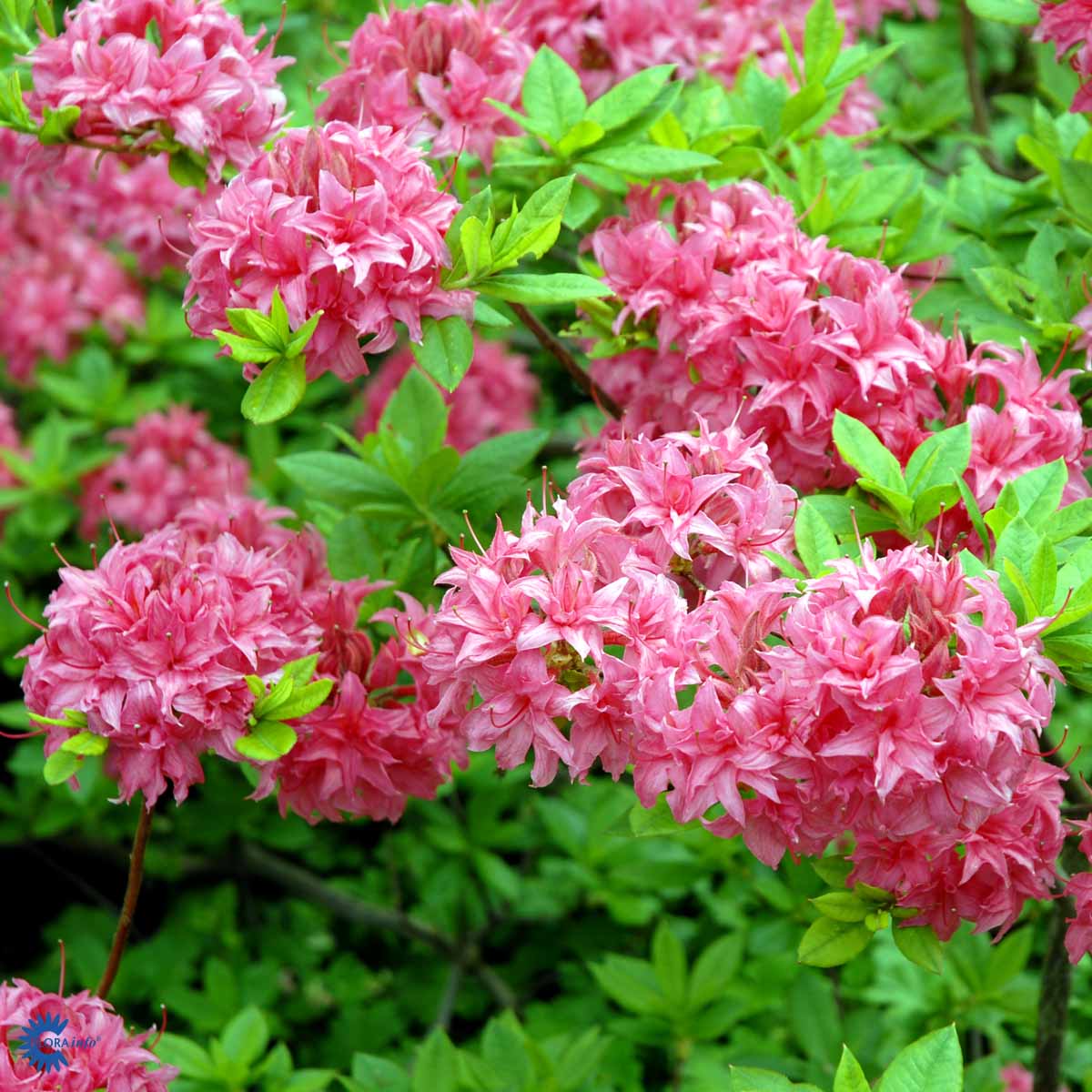 Bilde av Rhododendron Knaphill Homebush-Spanne Plantesalg