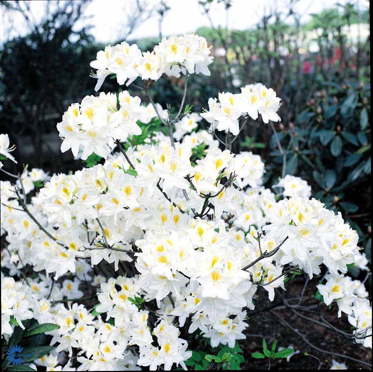 Bilde av Rhododendron Knaphill Persil-Spanne Plantesalg