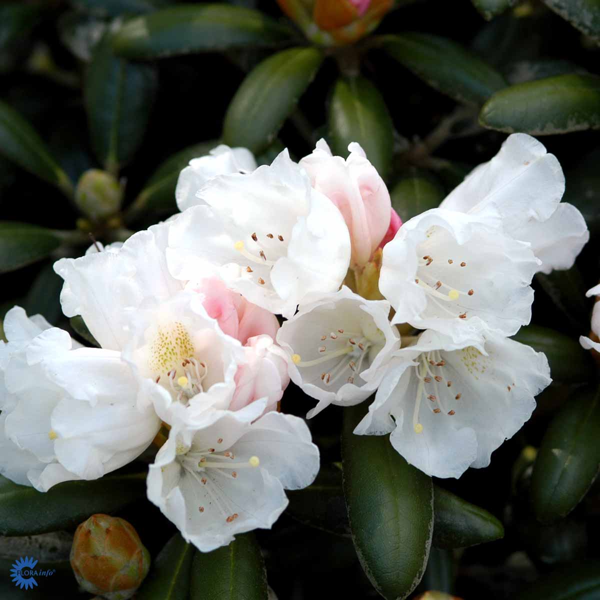 Rhododendron Schneekissen – Spanne Plantesalg