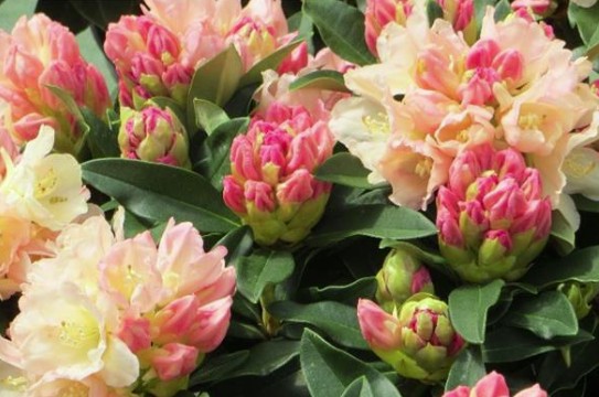 Bilde av RHODODENDRON YAKUSHIMANUM GOLDEN TORCH-Spanne Plantesalg