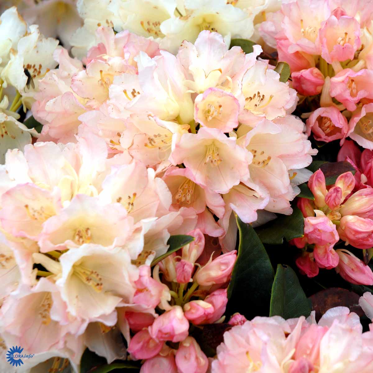 Rhododendron yak. Golden Torch – Spanne Plantesalg