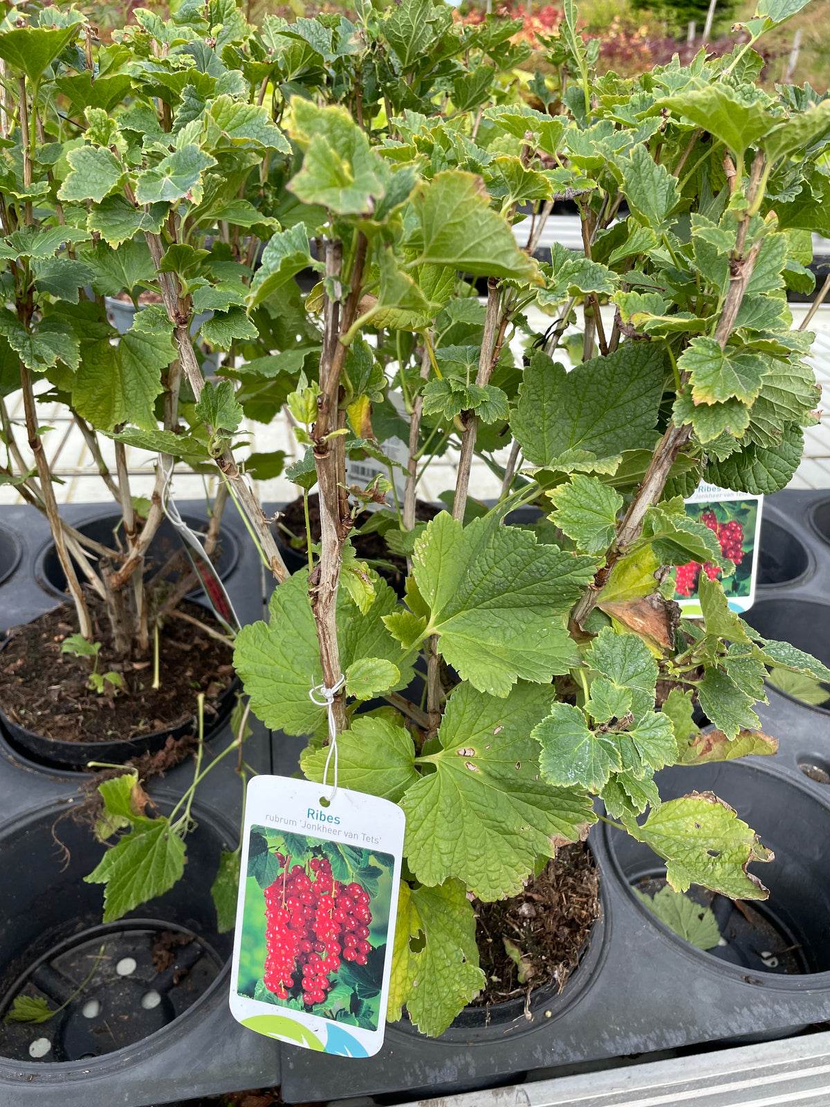Bilde av RIBES RUBR. JONKHEER VAN TETS-Spanne Plantesalg