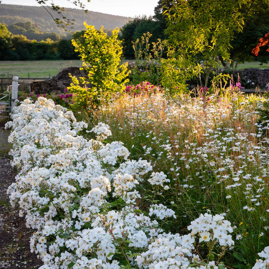 Bilde av Rose 'Kew Gardens'-Spanne Plantesalg