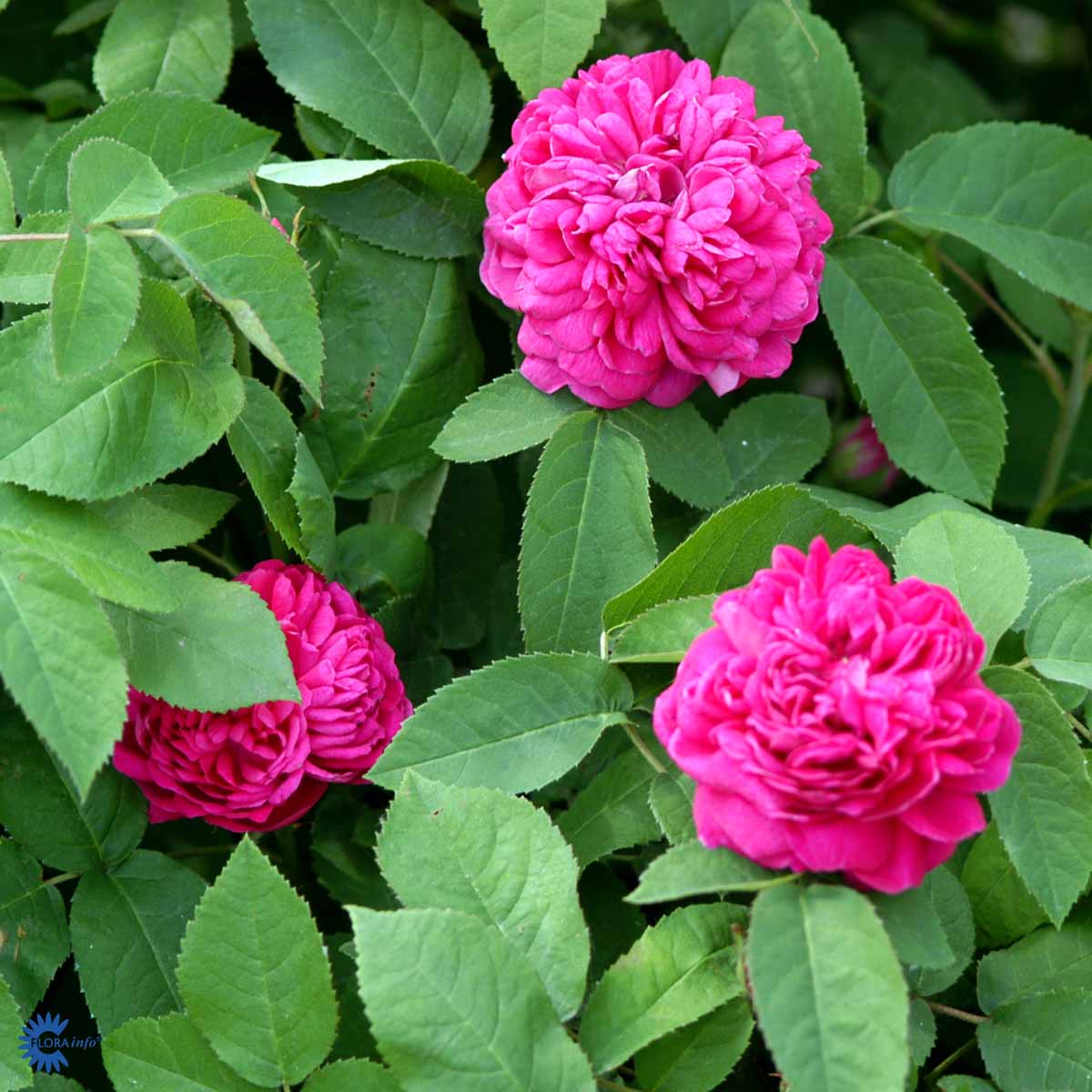 Bilde av Rose 'Rose de Rescht'-Spanne Plantesalg