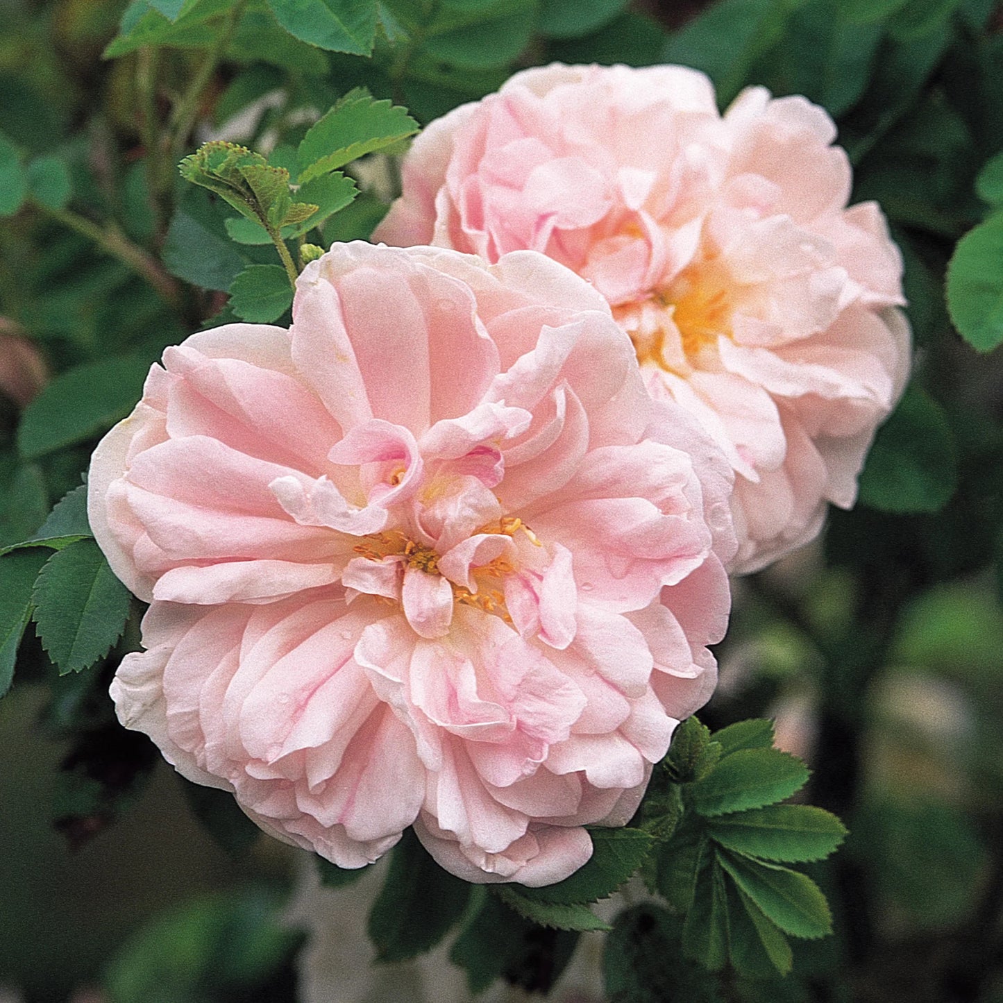 Bilde av Rose 'Stanwell Perpetual'-Spanne Plantesalg