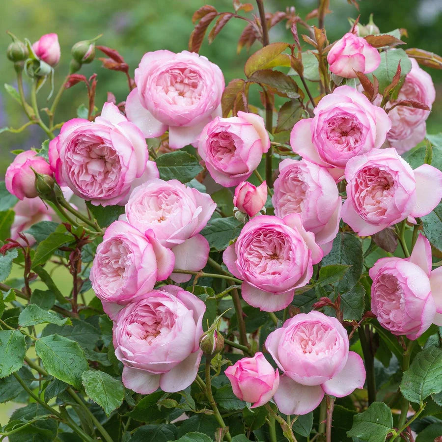 Bilde av Rose 'The Mill On The Floss'-Spanne Plantesalg