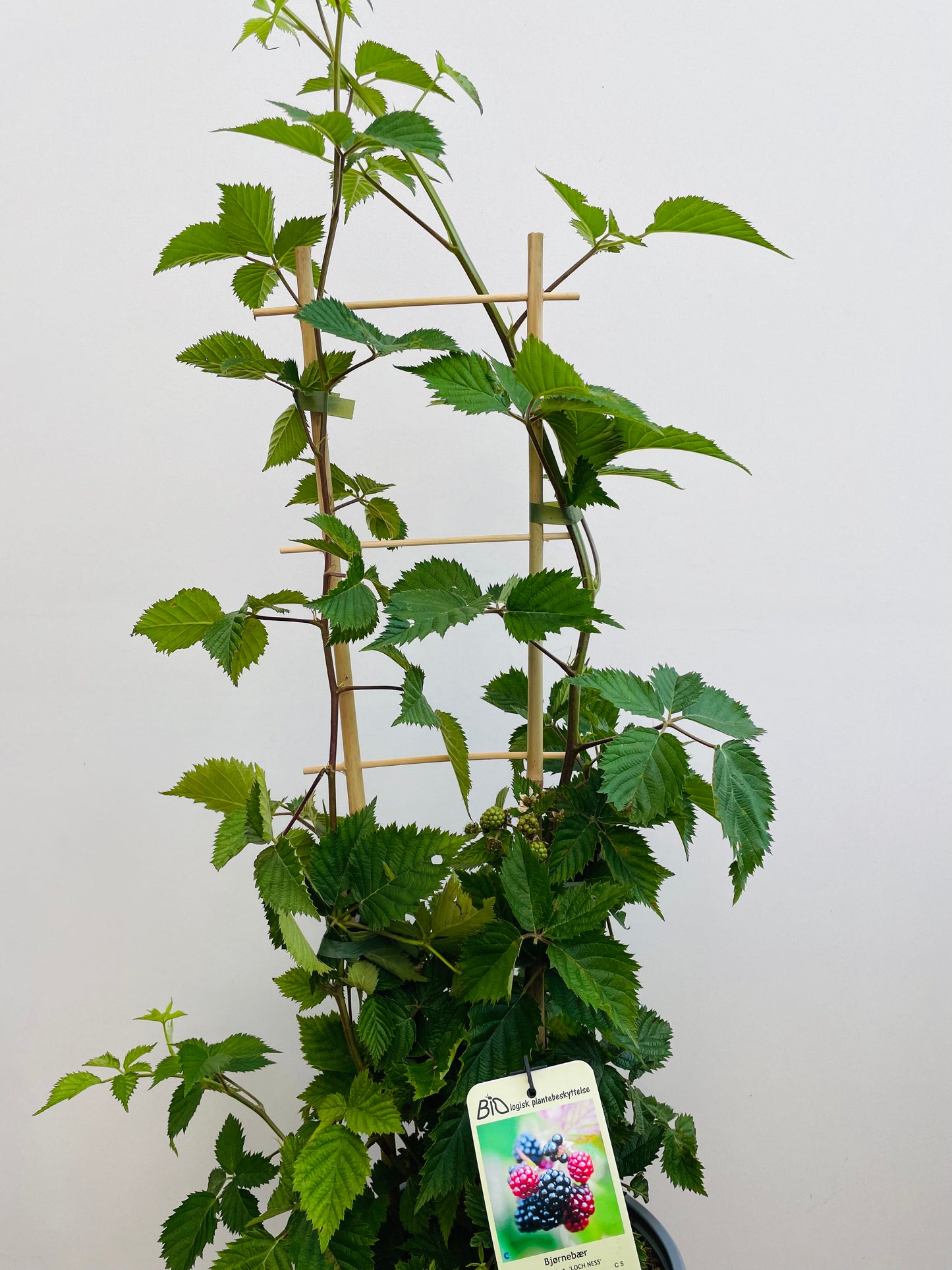 Bilde av Rubus frut. 'Loch Ness’-Spanne Plantesalg